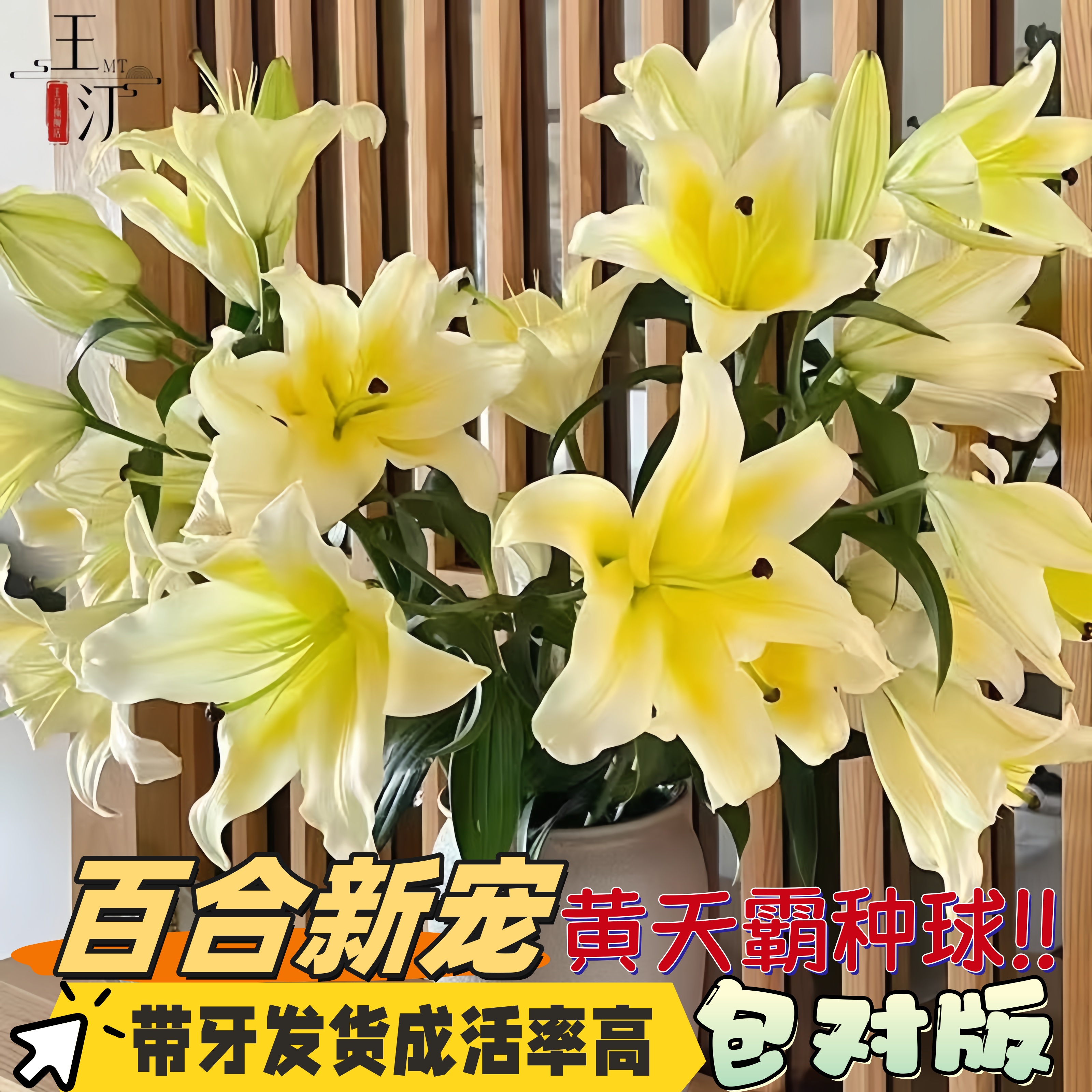进口黄天霸东方百合种球香水重瓣舞女盆栽花卉室内外四季月亮植物