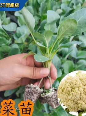 有机花菜苗秧四季秋阳台盆