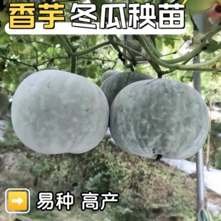 冬瓜苗香芋小冬瓜粉皮冬瓜苗一串铃冬瓜苗黑皮冬瓜苗贝贝南瓜秧苗