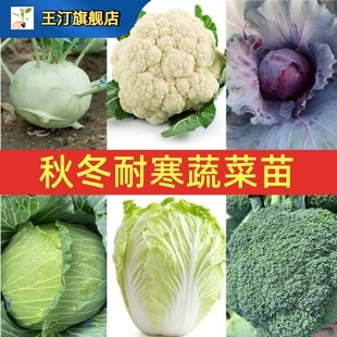 适合冬天种的菜苗秋冬季耐寒南方四季阳台种苗盆栽蔬菜苗秧苗根苗