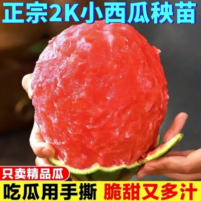 正宗小糖丸2K手撕脆甜西瓜苗
