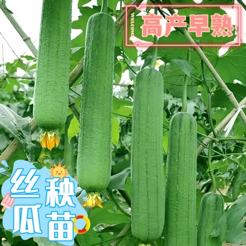 早熟高产多宝肉丝瓜苗阳台盆栽