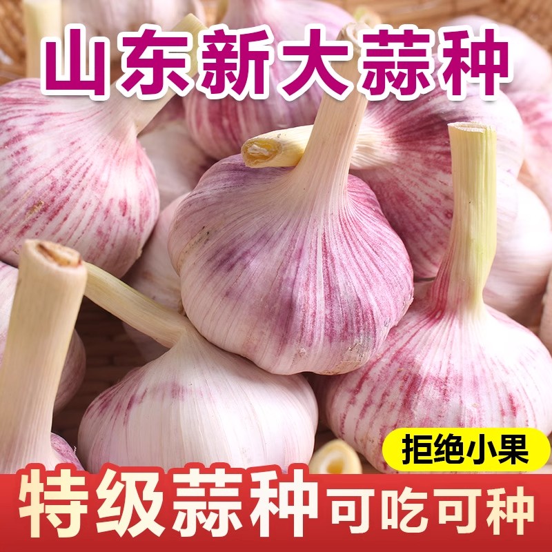 山东本地紫皮种蒜种籽5斤