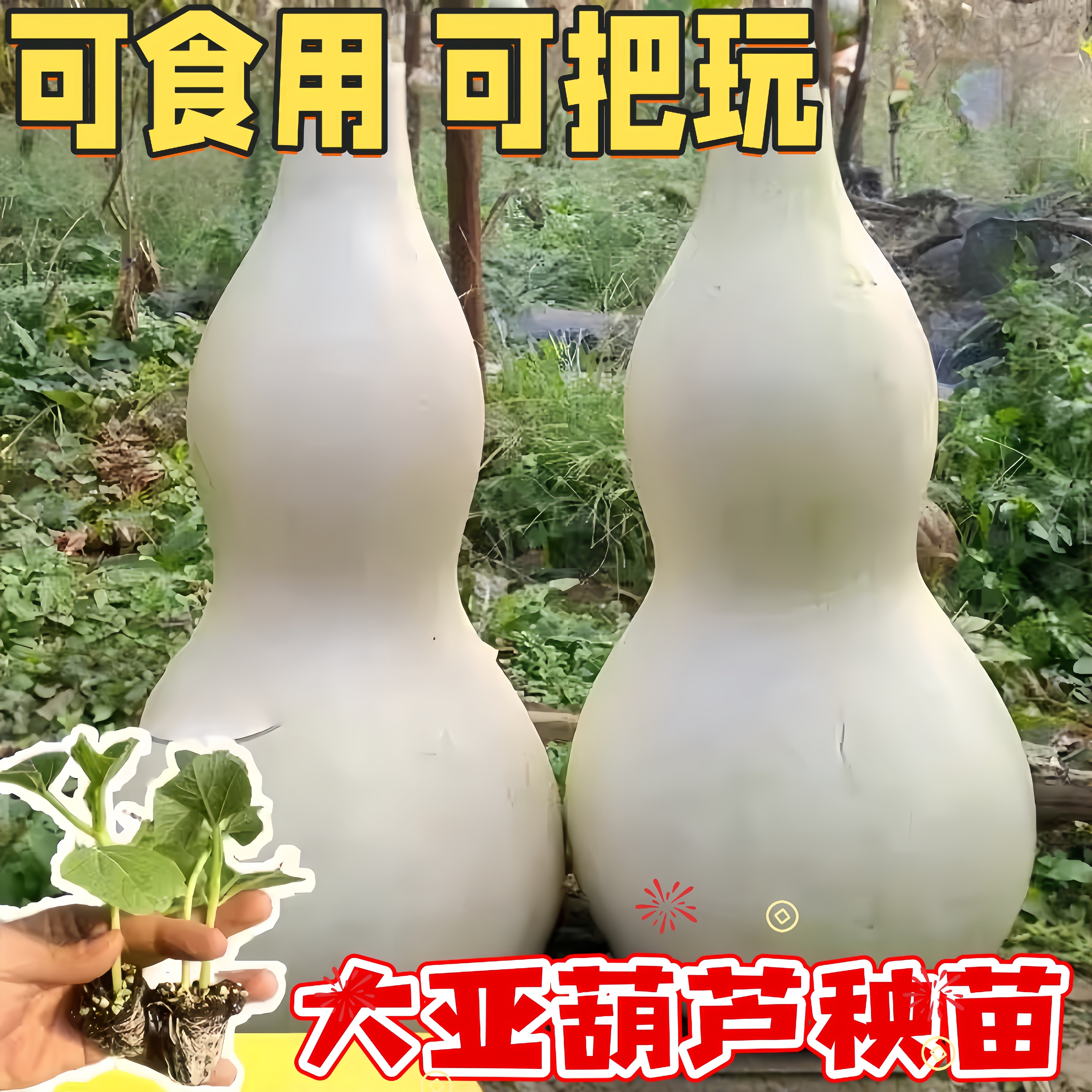 特大葫芦苗秧种子观赏食用巨型超大亚腰菜葫芦秧苗手捻小秧苗文玩