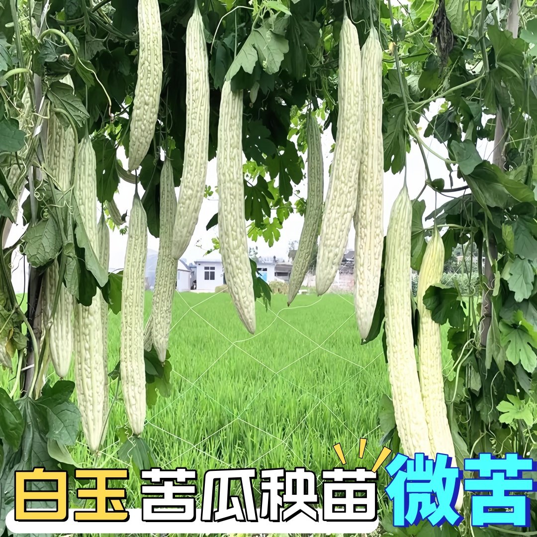 微苦白玉苦瓜秧苗带土绿色水果蔬菜四季黄金癞瓜高产苹果苦瓜种子,鲜花速递/花卉仿真/绿植园艺,种苗/半成品盆栽,淘宝优惠券,粉丝福利购,淘宝优惠卷