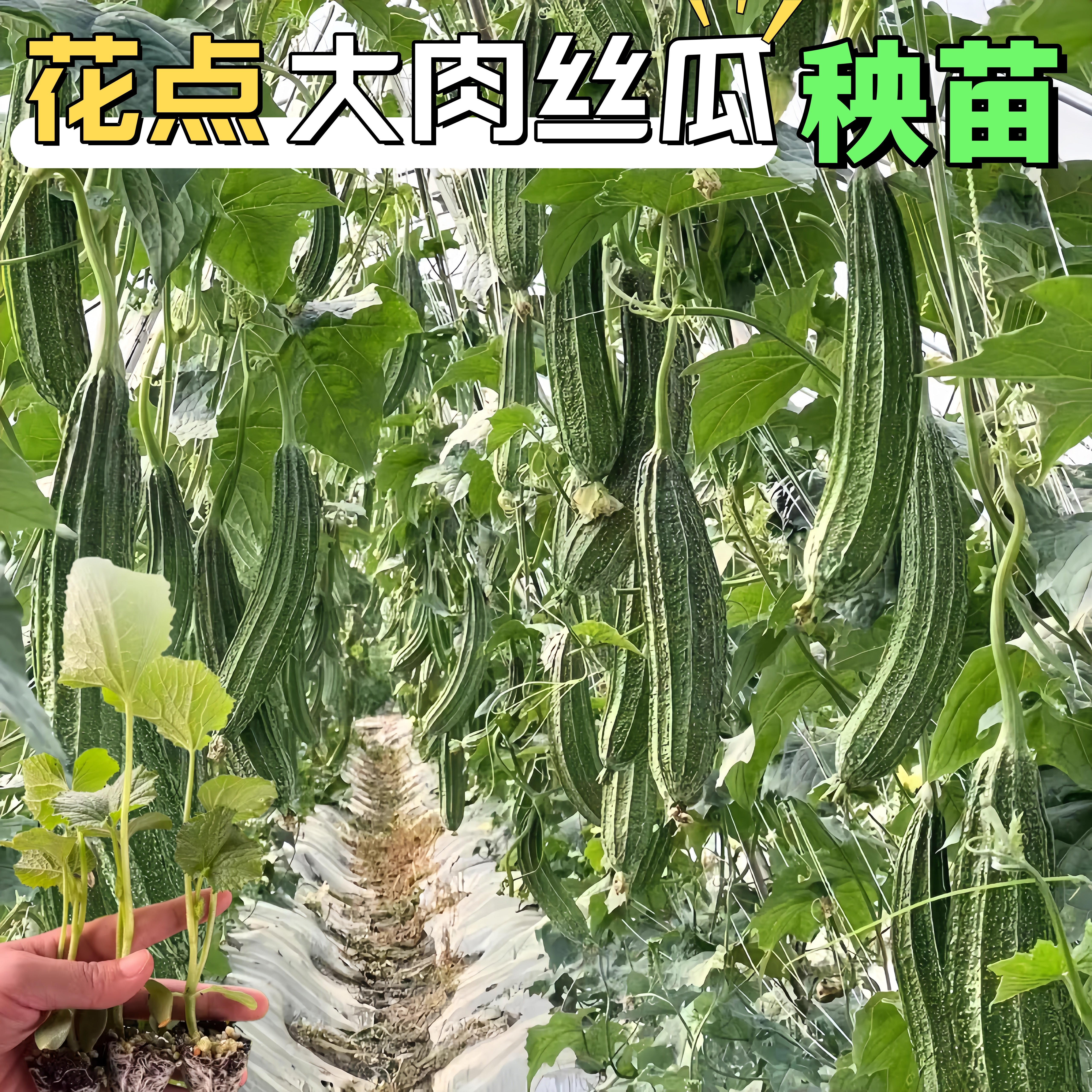 花点大肉丝瓜苗秧带土发货棱角丝瓜种子盆栽蔬菜超长丝瓜秧苗庭院,鲜花速递/花卉仿真/绿植园艺,种苗/半成品盆栽,淘宝优惠券,粉丝福利购,淘宝优惠卷
