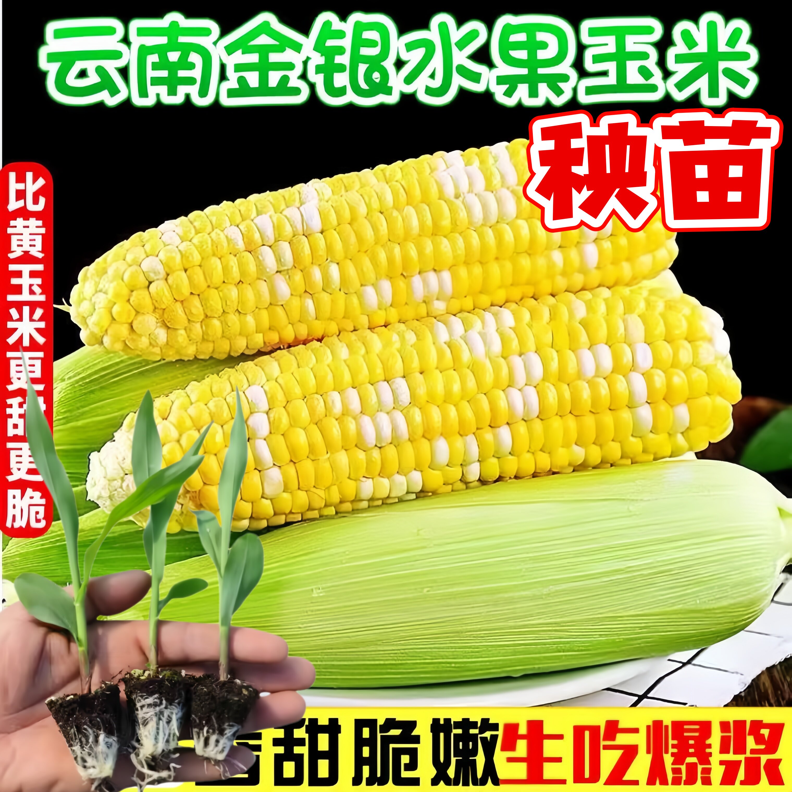 云南水果玉米苗甜玉米秧苗生吃嫩苞谷老品种玉米现发爆汁金银玉米