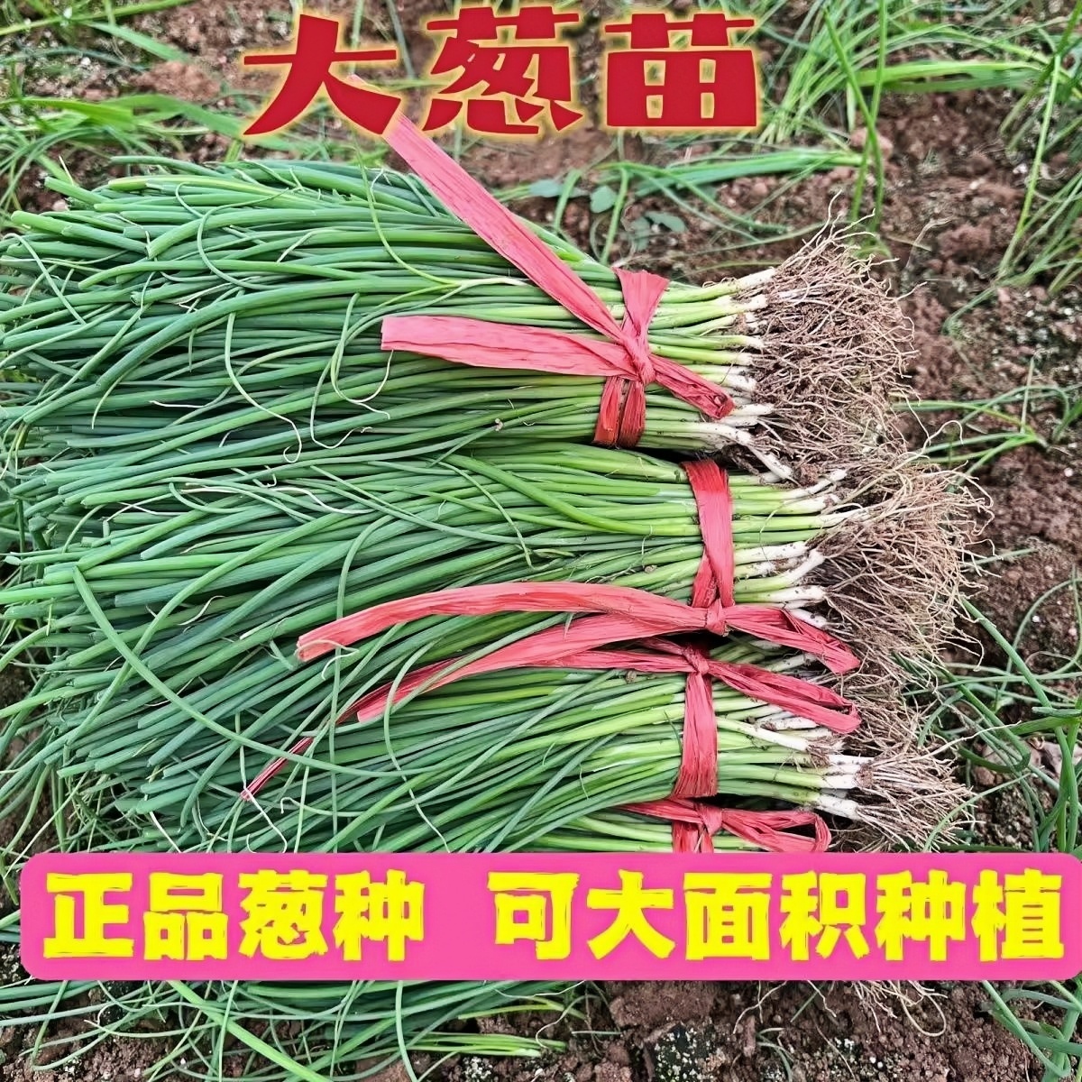 正宗山东大葱秧苗本地章丘铁杆大葱苗带根东北河南蔬菜种子老品种
