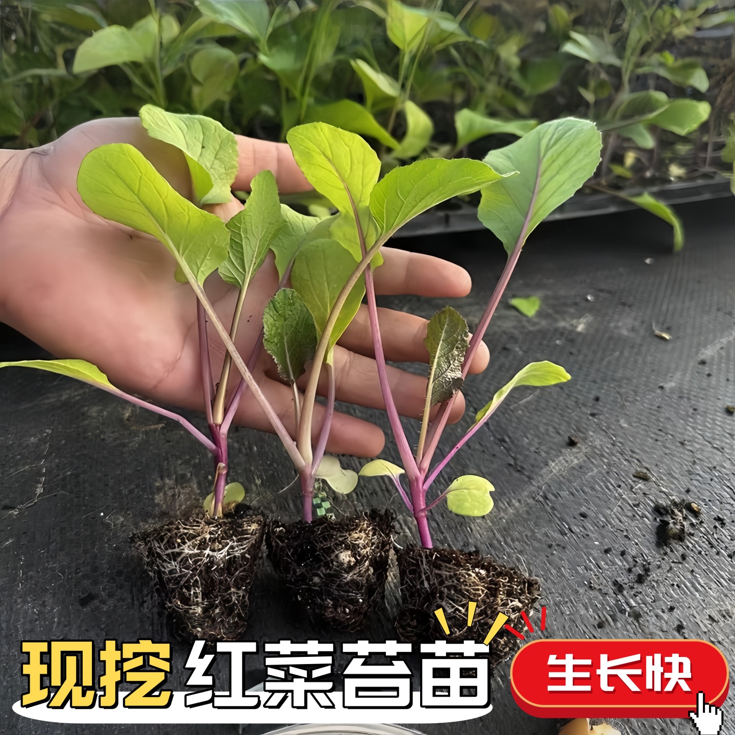 湖北红菜苔苗十月红菜苔种孑