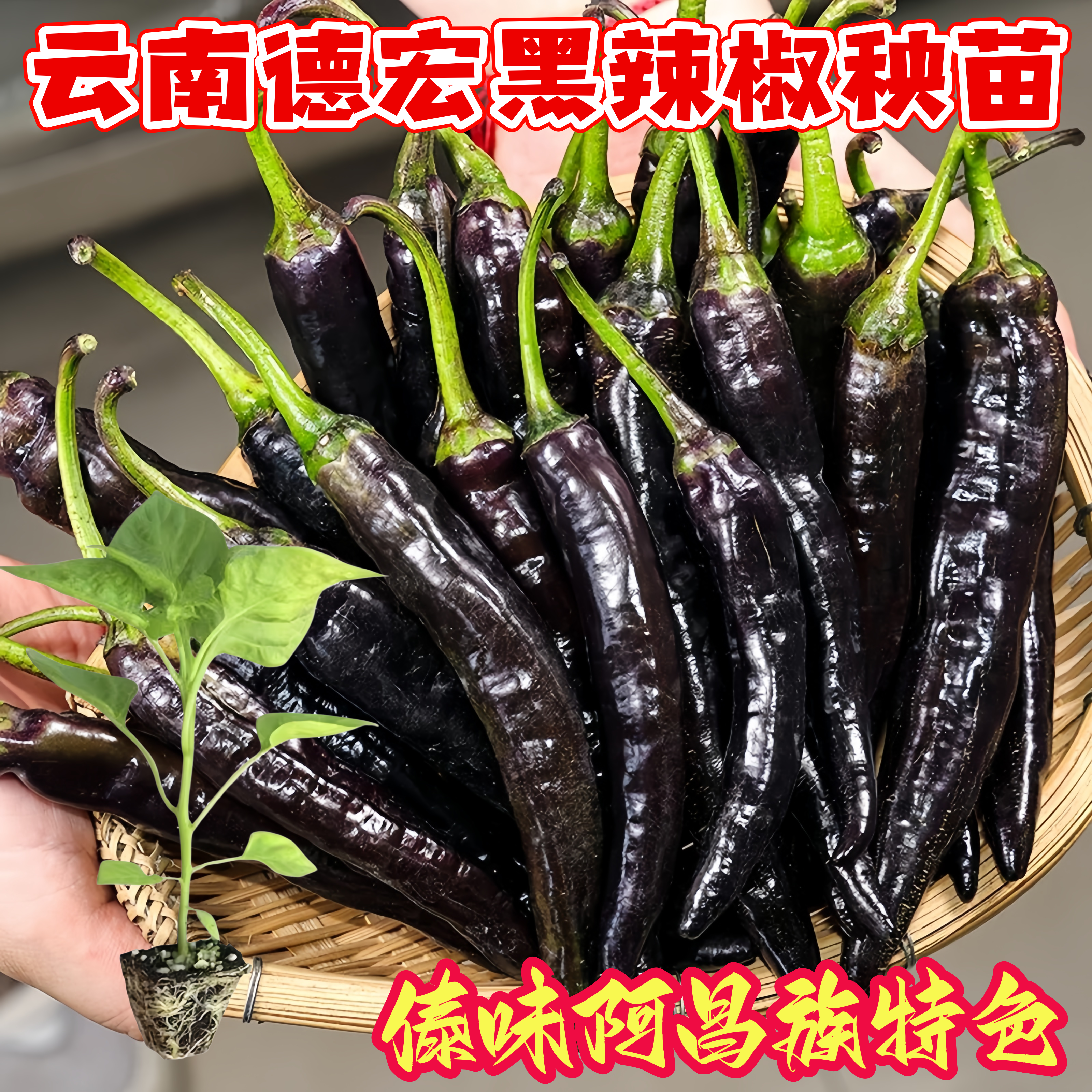 云南德宏黑辣椒苗朝天黑辣子秧苗农家自种香辣傣味阿昌族特色食材
