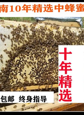 蜜蜂活群中蜂蜂群土蜂带箱中华蜜蜂土蜂云南中蜂贵州川重庆广西