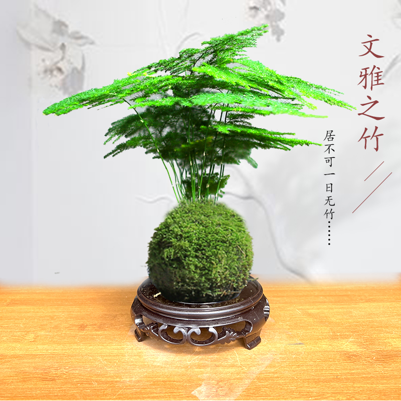 净化空气观叶苔藓球文竹盆栽绿植水培简约创意小盆景室内茶几摆件