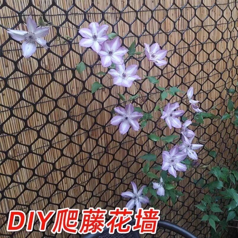 月季植物爬藤网植物攀爬网爬墙网攀藤网花墙架塑料网格栅栏爬藤架