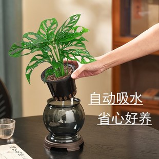 水培仙洞龟背竹盆栽阳台客厅四季好养植物办公室桌面室内绿植盆景