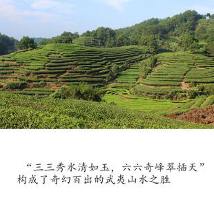 正宗24包6款红茶叶金骏俊眉正山小种桂圆特级密香野茶黄芽组合试