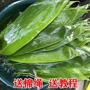 正宗粽叶粽子叶粽粑叶免邮新鲜野生大粽叶真空鲜粽叶子包粽子的干