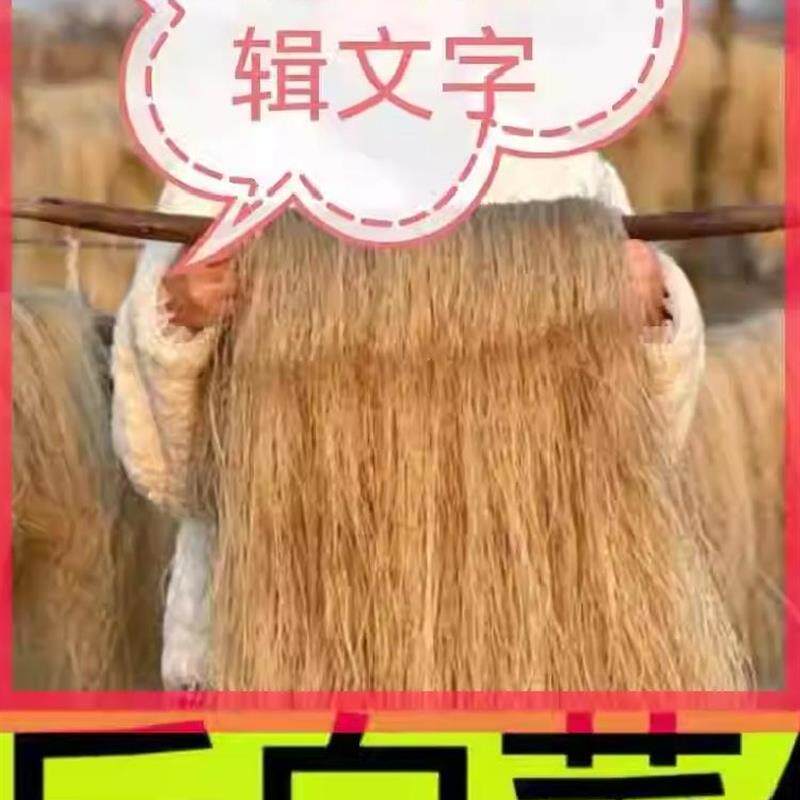 新日期山东宗小宽粉发货红