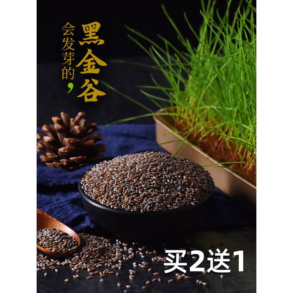 黑色金粒米500g燕麦片黑色小米陕西秦岭杂粮粥原料血燕麦片