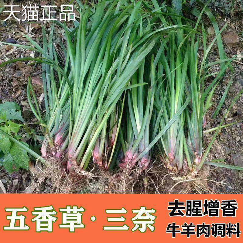 贵州特产新鲜山奈去腥除味调味香料五香草带根盆栽可食用种植包邮