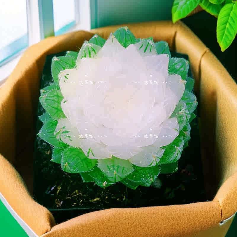 多肉植物彩色樱水晶锦宝莲灯玉露锦栽好发货稀少品种晶莹剔透花卉