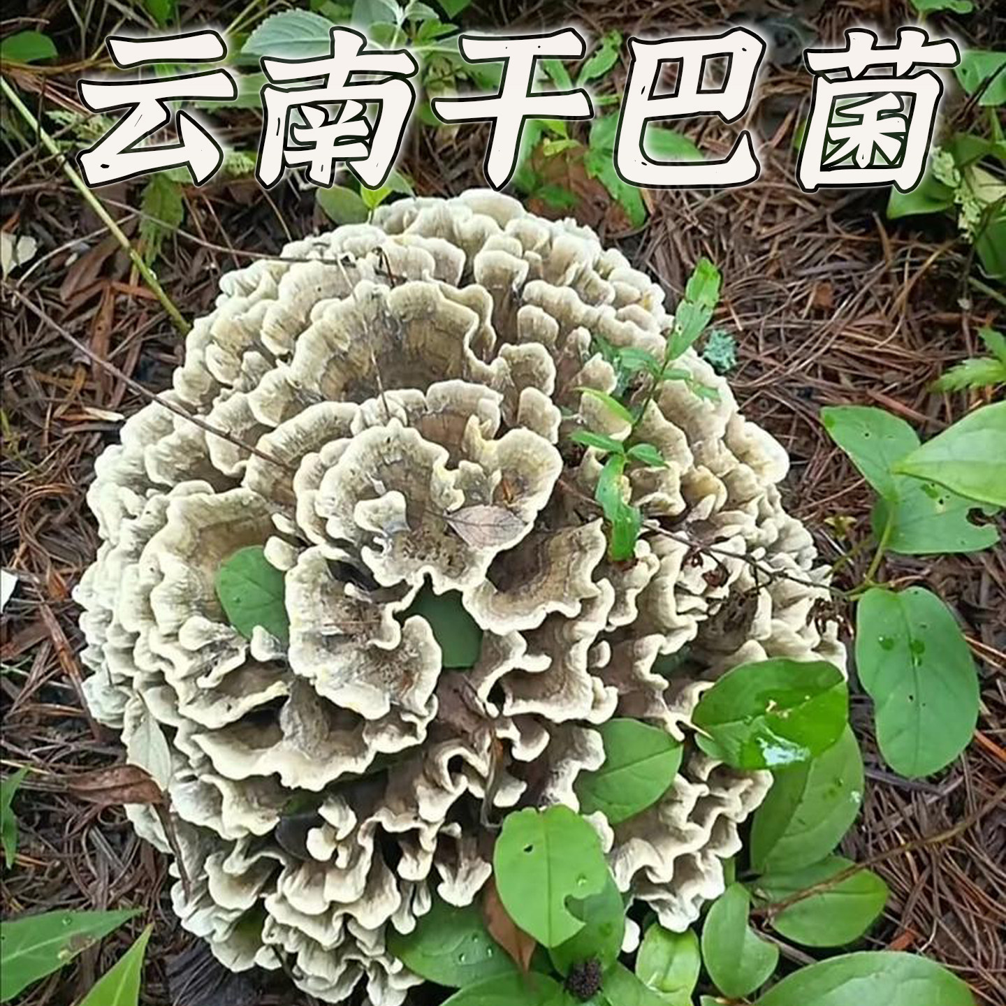 云南野生干巴菌精品绣球菌图片