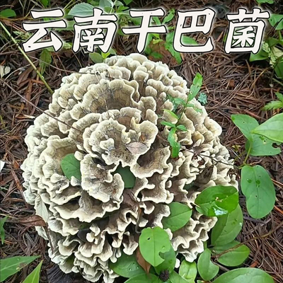 云南野生干巴菌精品绣球菌