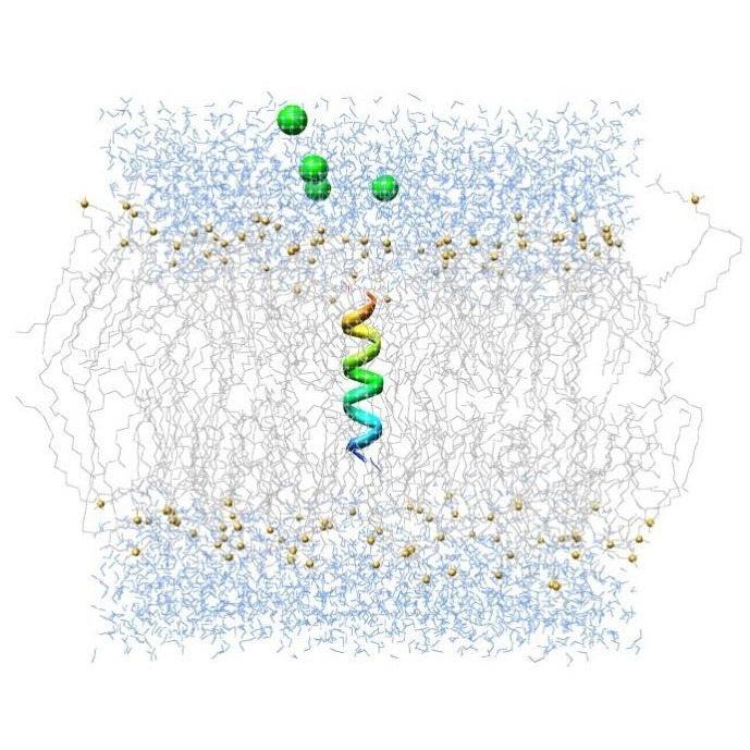 膜蛋白的分子动力学模拟蛋白模型构建分子对接基因家族