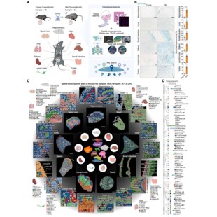 生信分析数据服务单细胞数据空间转录组分析TCGA/GEO数据生信咨询