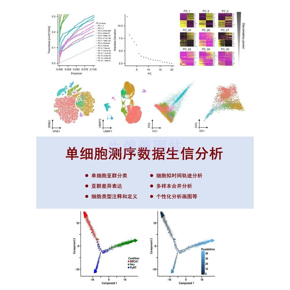 单细胞测序数据生信分析服务 GEO数据库挖掘R语言画图代做2-5分
