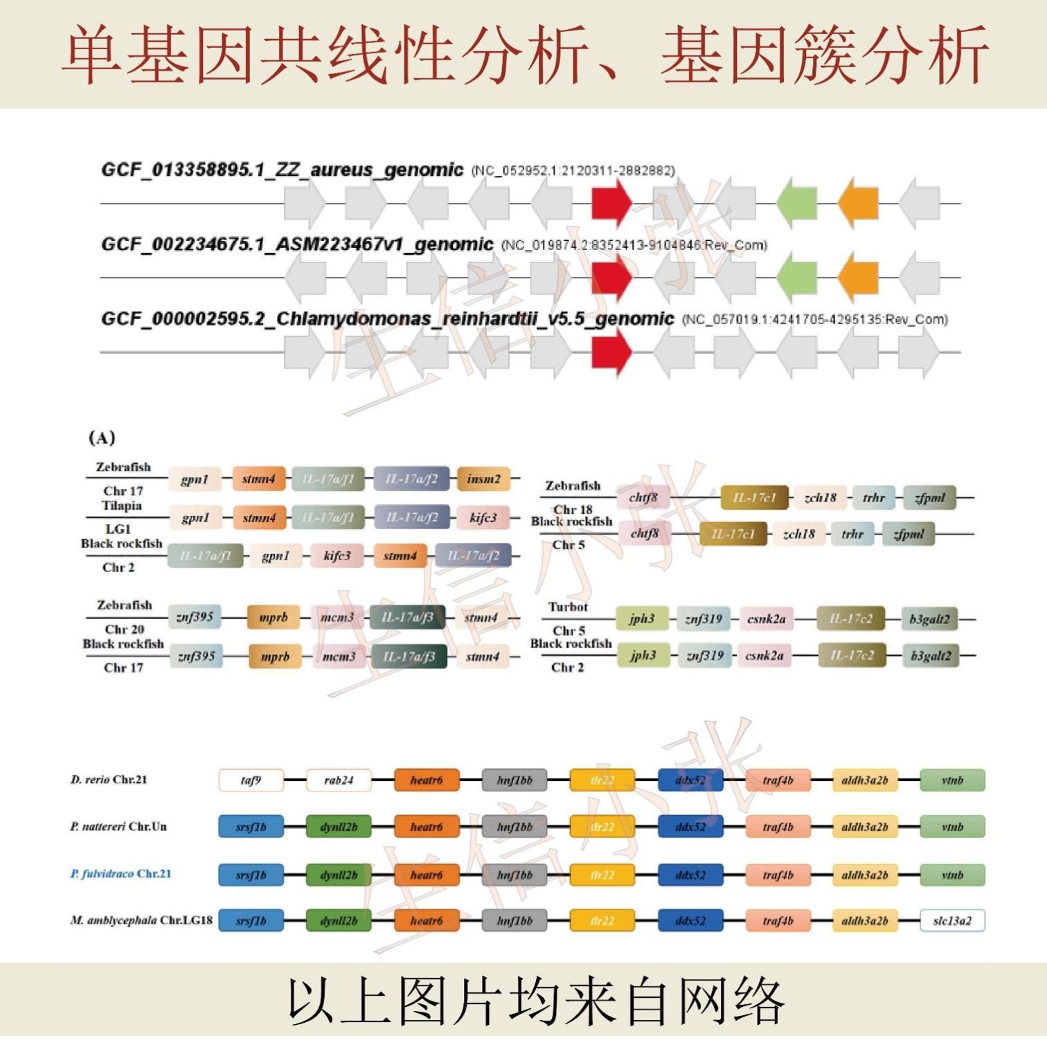 单基因共线性分析、基因簇分析