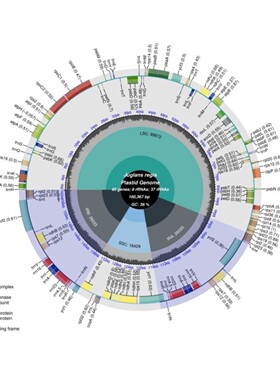 基因组测序数据分析外显分子测序WES全基因组测序WGS