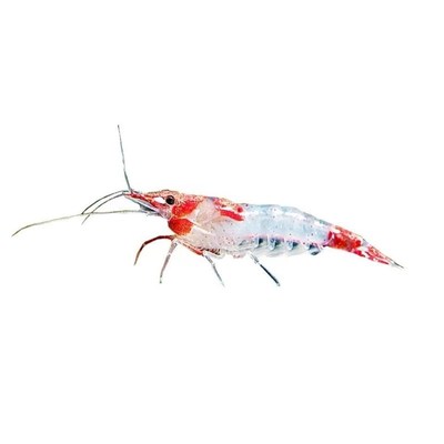 观赏虾水族淡水鲜活小虾鱼缸除藻H虾螺蟹清洁虾工具虾除藻