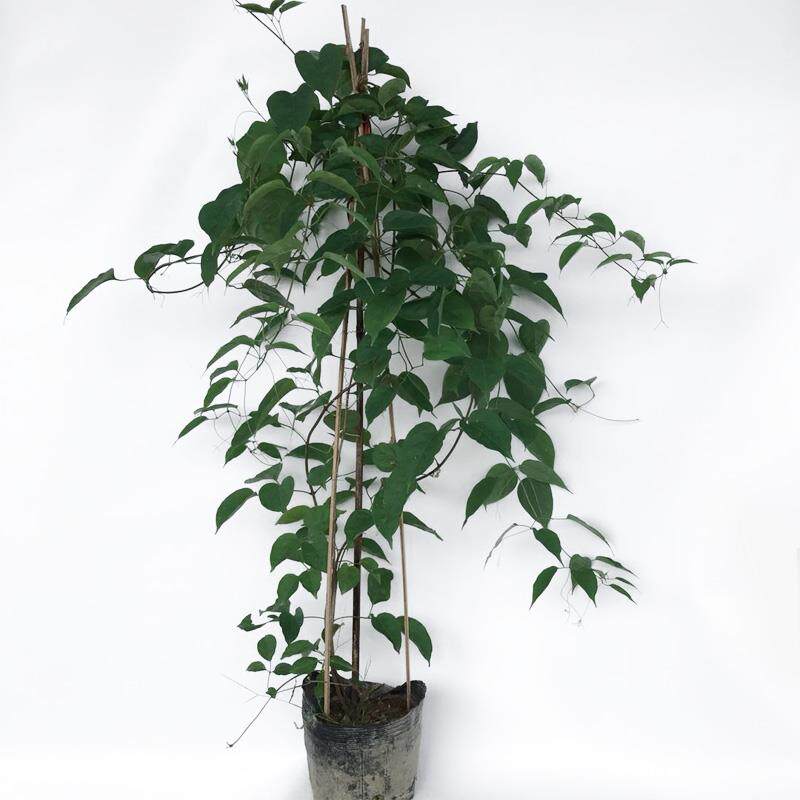 爬藤植物炮仗花苗盆栽四季常绿爬藤植物攀爬植物庭院围墙垂吊花苗