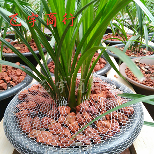 红土矿云南颗粒火烧红土兰花植料陆龟红土保湿垫材多肉花卉营养土