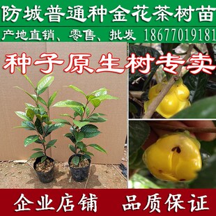 金花茶苗 防城金花茶树 金花茶盆栽树 金花茶树苗 开花树冻干花
