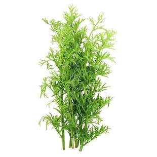 大水芹水草水芹菜鱼缸中后景水下水上植物造景专用增氧真水草好养