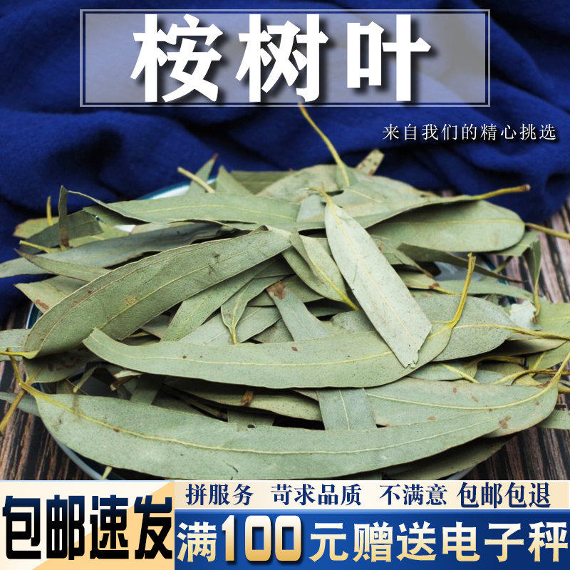桉树叶500克中药材当季新货新鲜干货大叶桉 小桉叶 尤加利叶