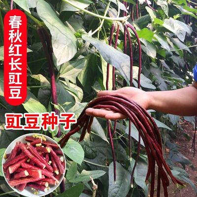 春秋红豇豆种子特长高产