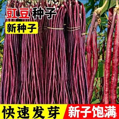 春秋红豇豆种籽特长紫角