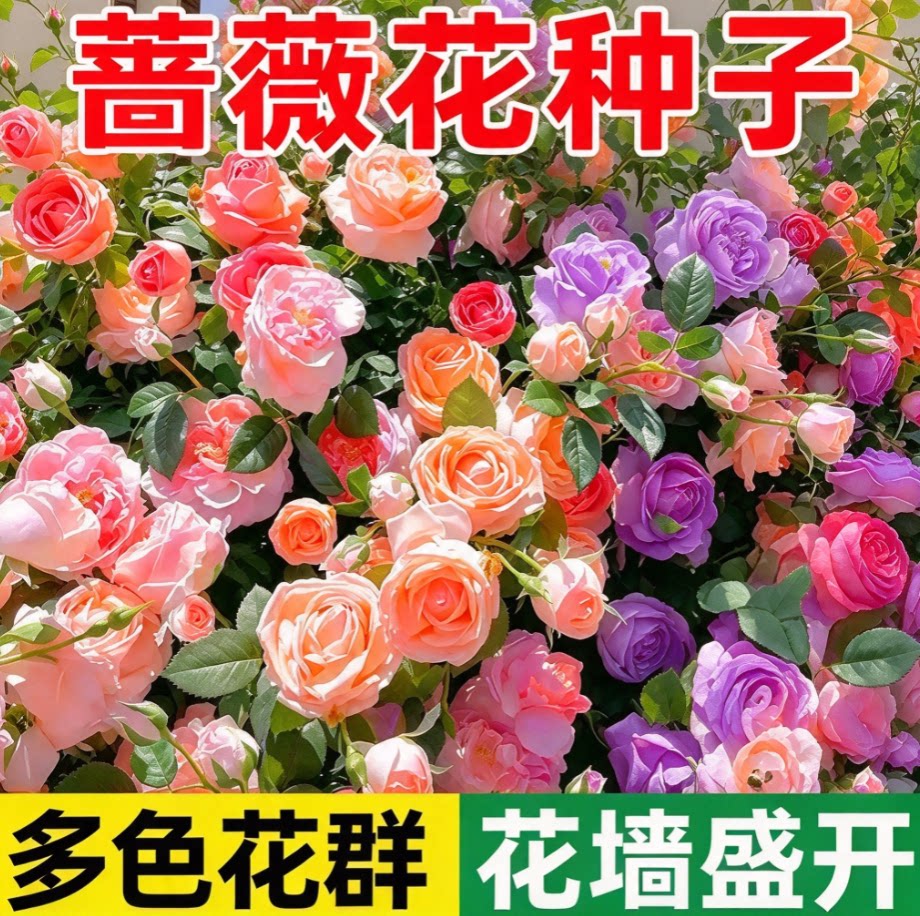 蔷薇花种籽爬满整面墙耐热抗寒耐高温庭院四季常开阳台