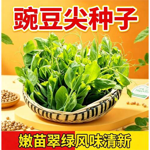 (新种到啦)大叶无须豌豆