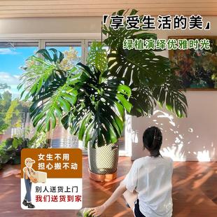 龟背竹大盆栽室电内落地真植龟背竹物客厅视旺宅室适办公公合司乔