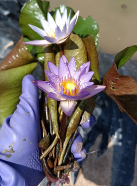 蓝色小花睡莲香型带花苞家庭盆栽水培水生植物四季花卉碗莲根块茎