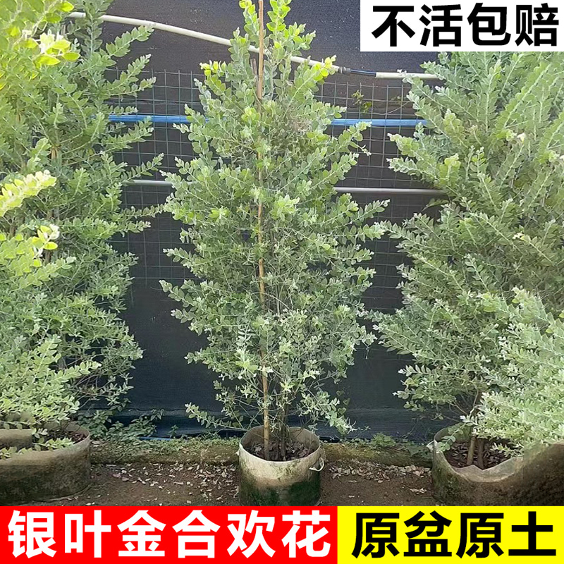 银叶金合欢树苗耐寒耐热绿植庭院别墅绿化树阳台四季花卉植物盆栽