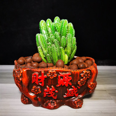 多肉万重山盆栽绿植开花仙人球组合办公室桌面喜阳室内仙人掌植物