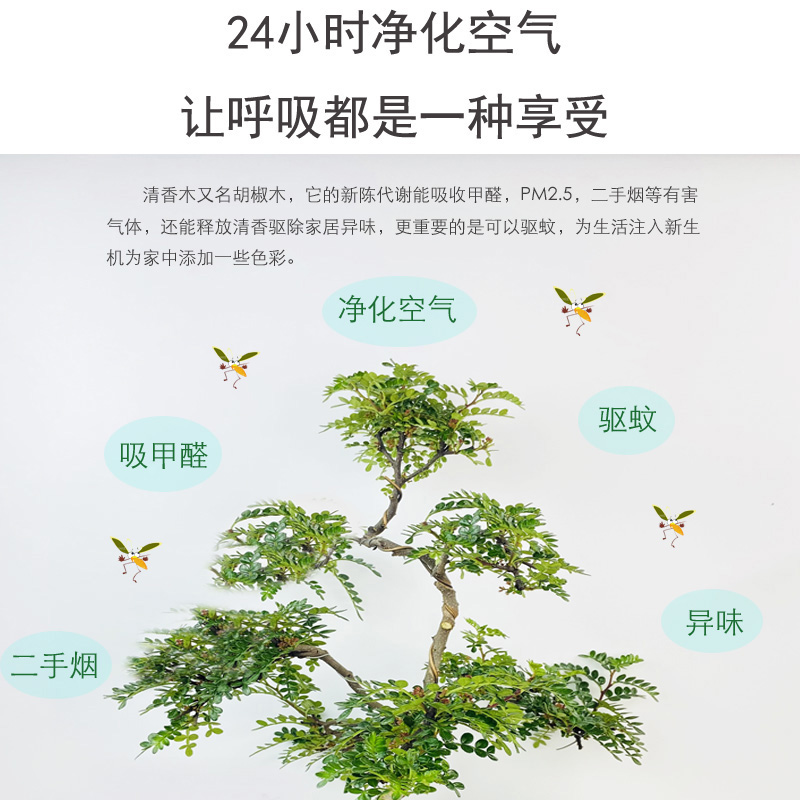 驱蚊植物清香盆栽胡椒木室内盆景清香木四季常青绿植好养木本花卉