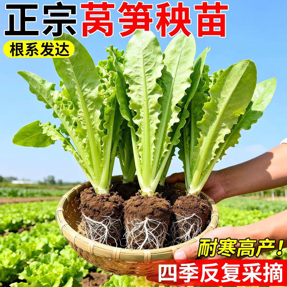 莴笋秧苗青皮红皮耐热尖叶圆叶秋冬季阳台耐寒蔬菜青皮莴苣苗秧苗