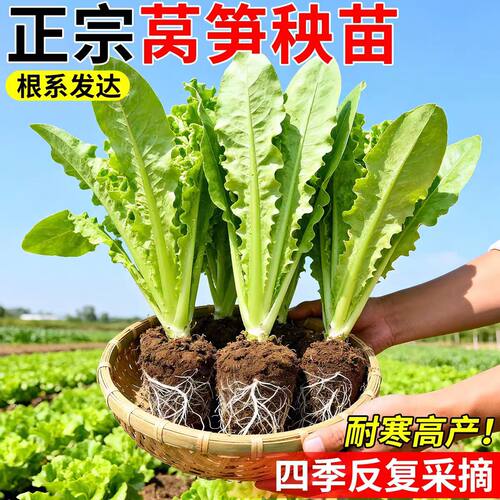 莴笋秧苗青皮红皮耐热尖叶圆叶秋冬季阳台耐寒蔬菜青皮莴苣苗秧苗