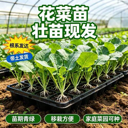 有机蔬菜苗盆栽新手易养全日照