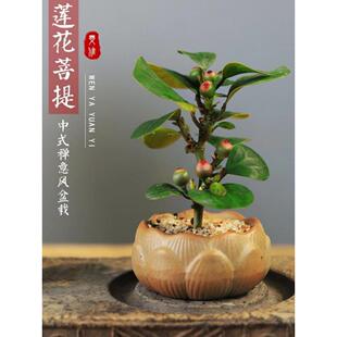 小盼菩提水培室内植物净化空气禅意盆景办公室小型绿植招财盆栽